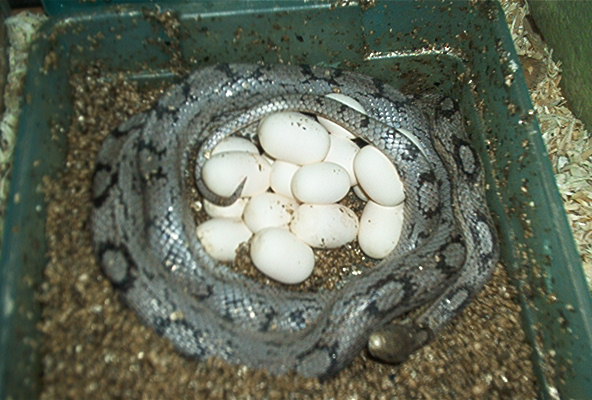 Mom on eggs
