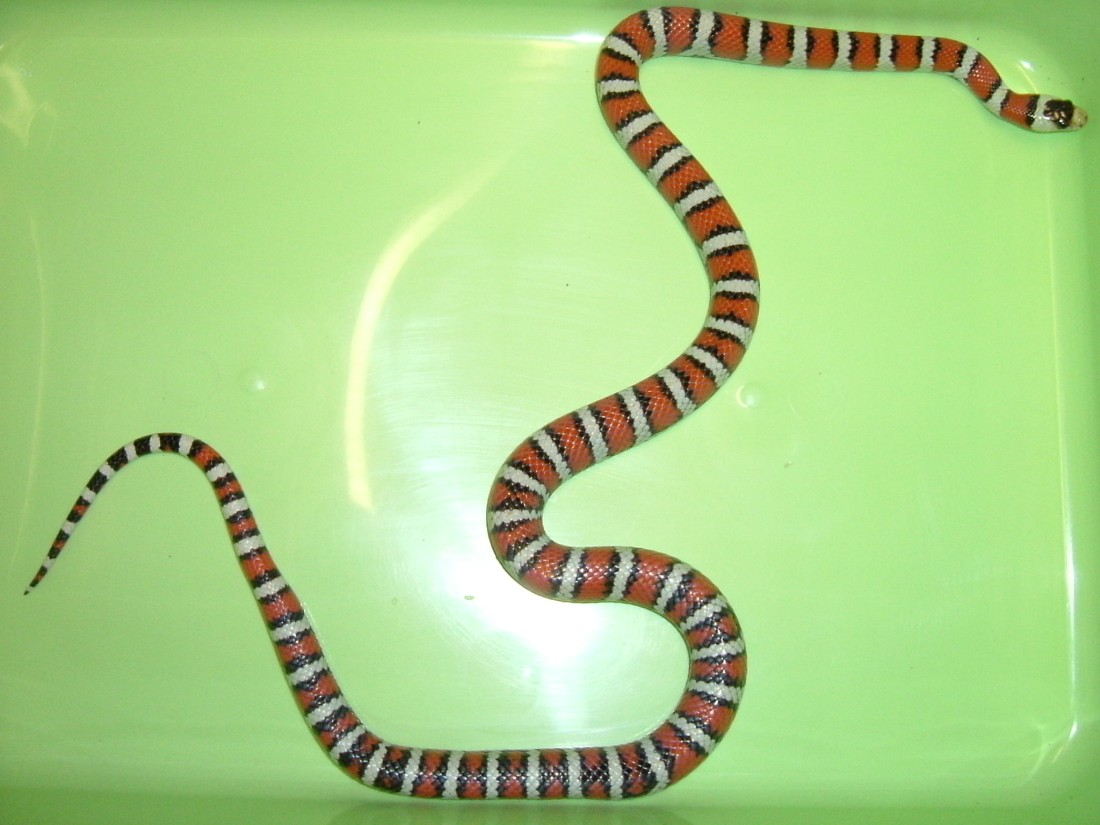 Knoblochi-male