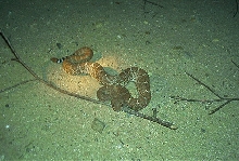 Red Diamond Rattlesnake