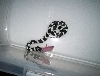 Pandora eatin'