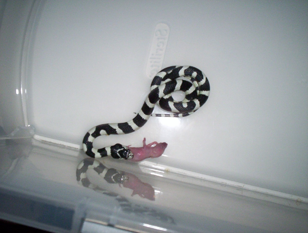 Pandora eatin'