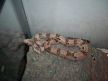 My new red tail!