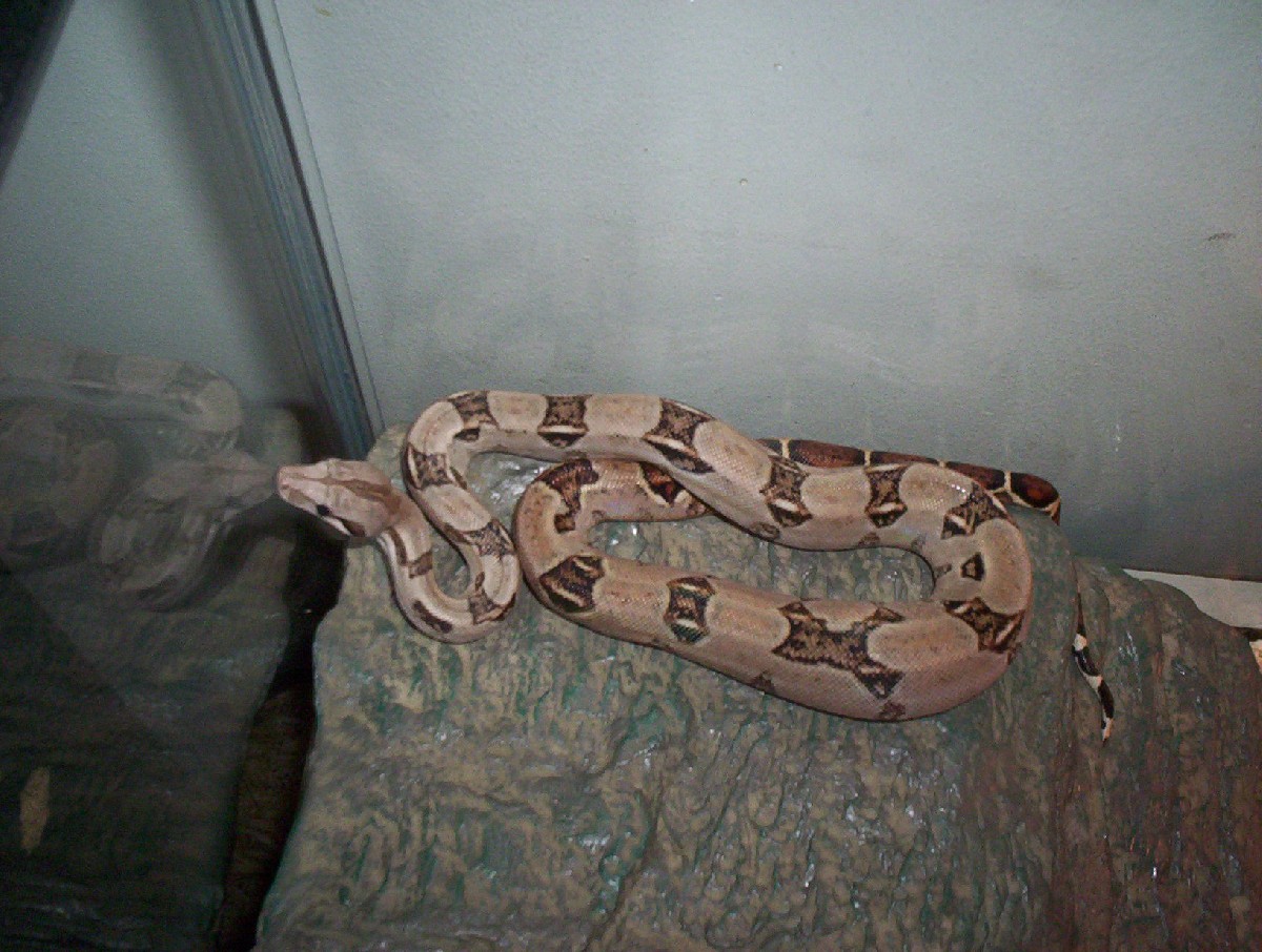 My new red tail!