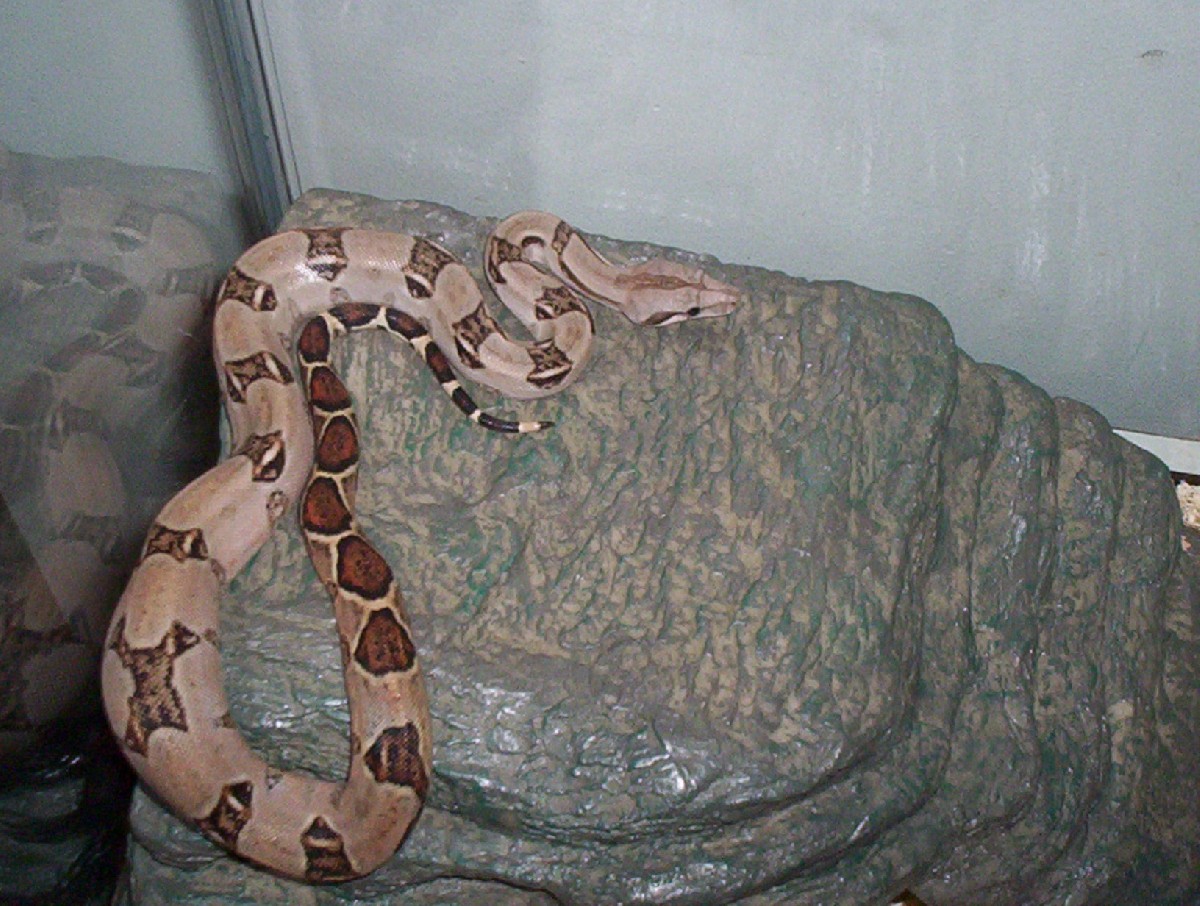 My new red tail showing off his tail
