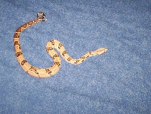 "It" cruising my bed