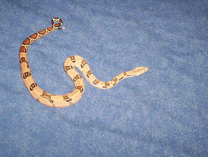 "It" cruising my bed