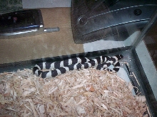 Pandora catching some Zzzz's.......
