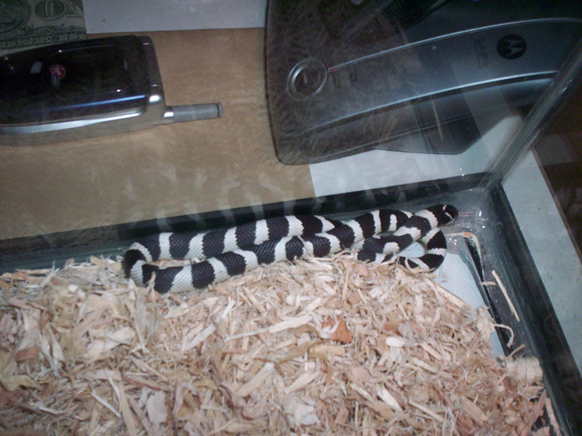 Pandora catching some Zzzz's.......