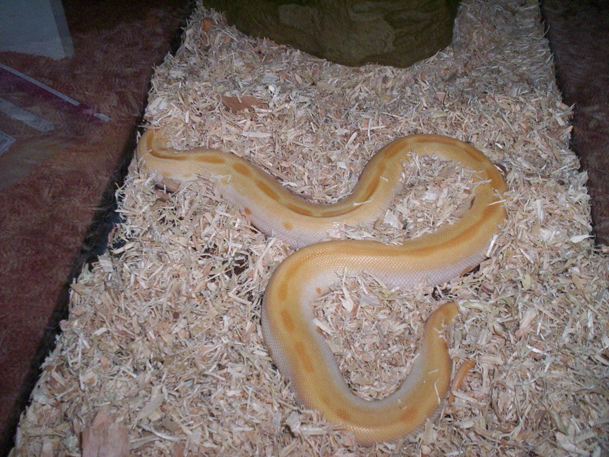 New Burm