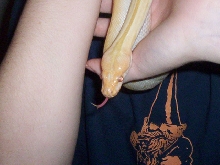 Albino Burm smelling my sis