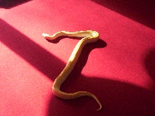 New Burm Roaming the Pool Table