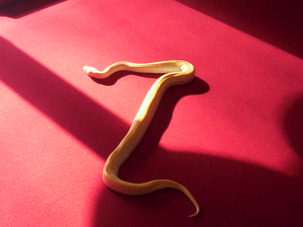 New Burm Roaming the Pool Table