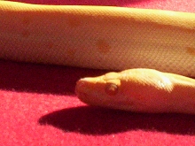 New Burm Face Shot
