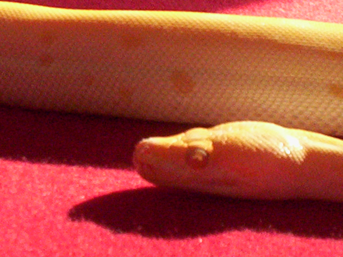 New Burm Face Shot