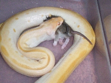 Burm eating his dinner