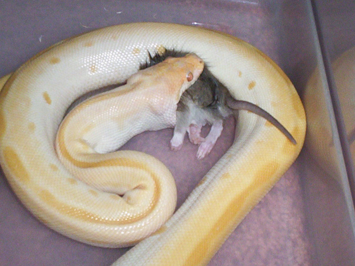 Burm eating his dinner