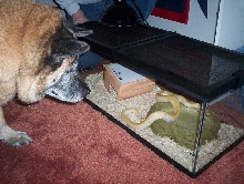 The dogs' intrest in the burm