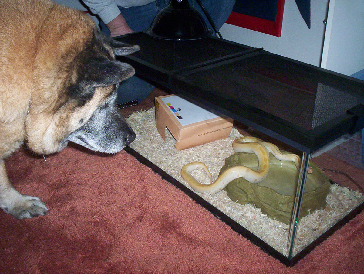 The dogs' intrest in the burm