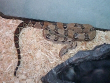 The red tail just chillin