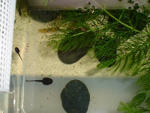 dart tads