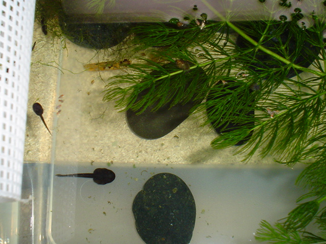 dart tads