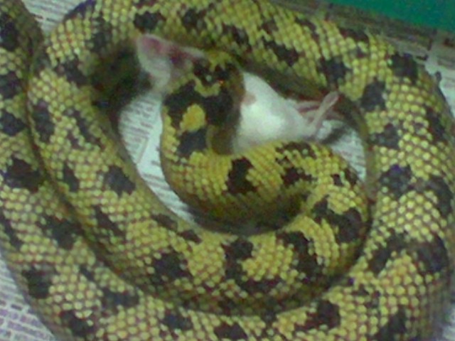 Cal. Banana Kingsnake