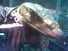 Gray's Monitor Lizard