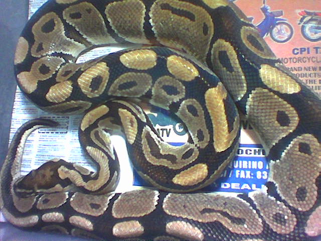 Pastel?