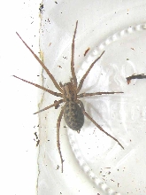 Wolf or Hobo spider?