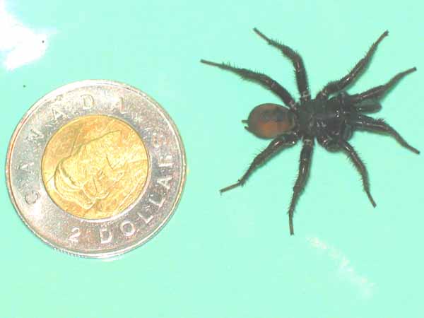 large black spider