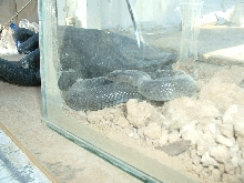 black cobra