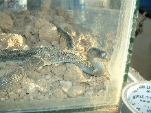 Black cobra I