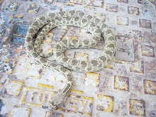 Unidentified snake
