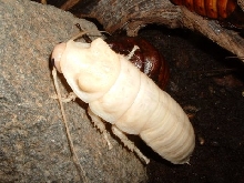 Mad. Hissing Cockroach (Gromphadorhina portentosa)