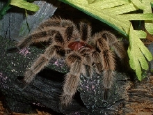 Rose Hair Tarantula (Grammostola gala)