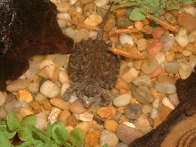 Baby ally (Macroclemys temminckii)