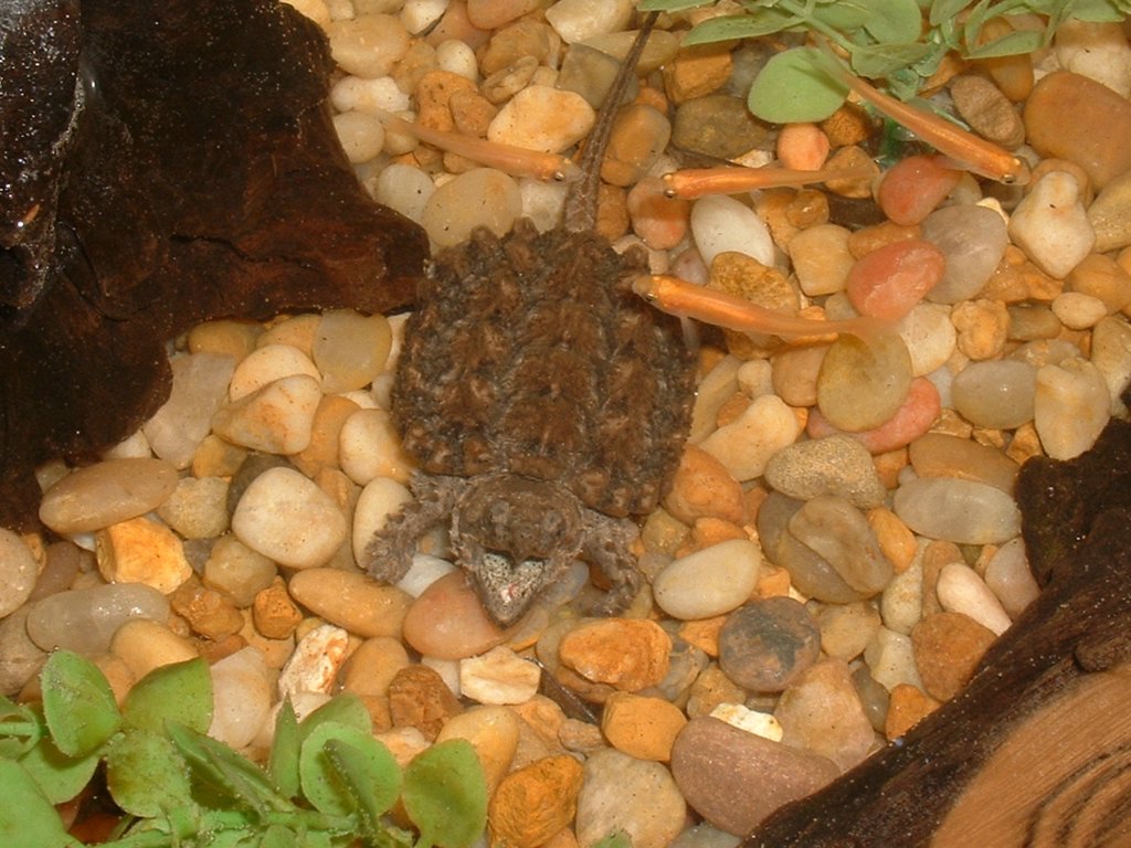 Baby ally (Macroclemys temminckii)