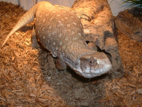 Grimlock (Varanus exanthematicus)
