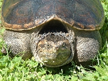 Bowser Close-Up (Chelydra serpentina )