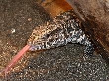 Shadow (Tupinambis teguixin)