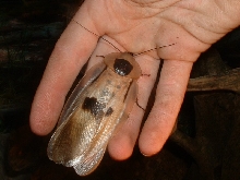 Giant Cave Cockroach (Blaberus giganteus)