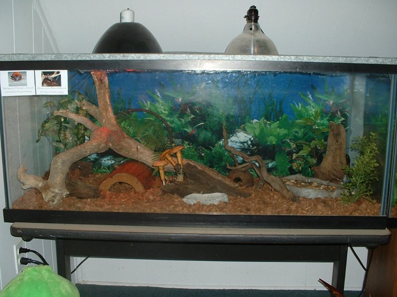 Hisser Tank