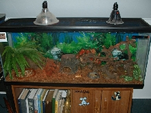 Lobster roach tank