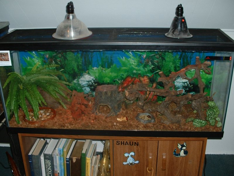 Lobster roach tank