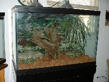 Cave roach tank