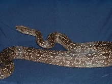Argentine Boa (Boa constrictor occidentalis)