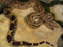 Trinidad BCC