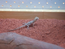 New Beardies 2