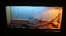 New Desert Vitties Set Up