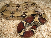 DYF